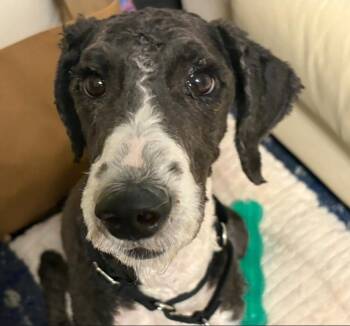 Bob -  Standard Poodle Dog for Adoption in Lacona, New York - Bob | PetCurious