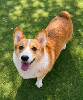 Pancake -  Corgi Dog for Adoption in Ramona, California - Pancake | PetCurious