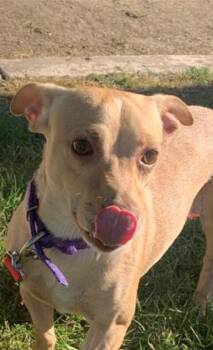 Rescue Chihuahua and Mixed Breed Dogs for Adoption in Palm Desert, California - Cherry | PetCurious