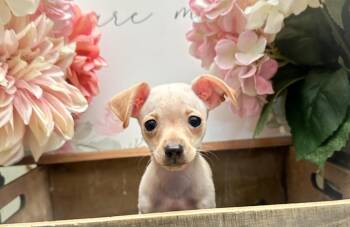 Chihuahua Dogs Available for Adoption in Newberg, Oregon - Porsche  | PetCurious