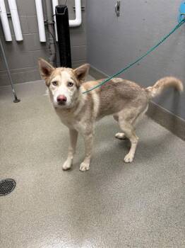 ISABELLE -  Siberian Husky Dog for Adoption in Las Vegas, Nevada - ISABELLE | PetCurious