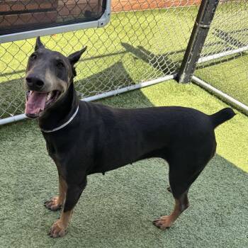 Madonna -  Doberman Pinscher Dog for Adoption in Long Beach, California - Madonna | PetCurious