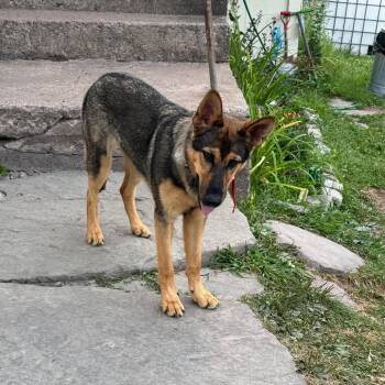 Casey (26-335) -  German Shepherd Dog Dog for Adoption in New Ringgold, Pennsylvania - Casey (26-335) | PetCurious