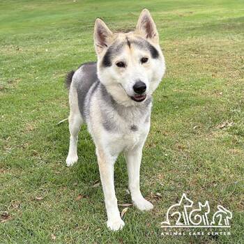 Siberian Husky Dogs Available for Adoption in Irvine, California - KAIKO | PetCurious