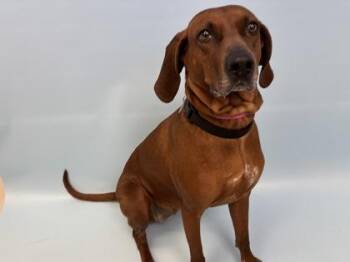 Maggie -  Redbone Coonhound and Mixed Breed Dog for Adoption in Golden Valley, Minnesota - Maggie | PetCurious