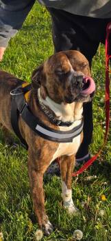 Boxer and Mixed Breed Dogs Available for Adoption in Clinton, Wisconsin - Garrett | PetCurious
