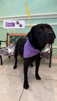 Black Labrador Retriever Dogs Available for Adoption in Plano, Texas - Lizzie  | PetCurious