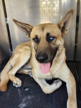 German Shepherd Dog Dogs Available for Adoption - JIM | PetCurious