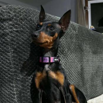 Miniature Pinscher Dogs Available for Adoption - Bambalina | PetCurious
