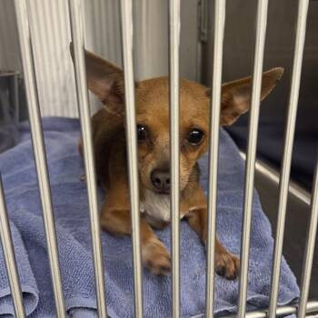 Tinker Bell -  Chihuahua Dog for Adoption in Abilene, Texas - Tinker Bell | PetCurious