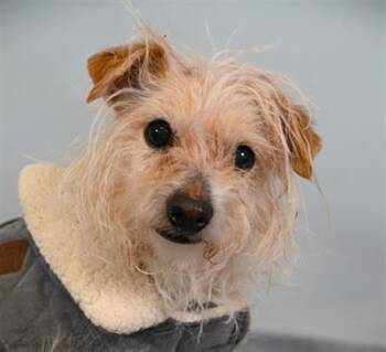 Cairn Terrier and Mixed Breed Dogs Available for Adoption in Loveland, Colorado - GILLY | PetCurious