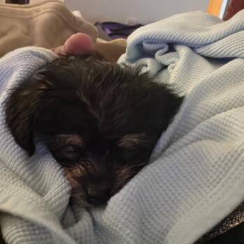 Charly Mae -  Chihuahua and Poodle Dog for Adoption in Austell, Georgia - Charly Mae | PetCurious