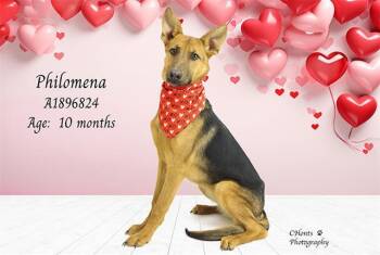 German Shepherd Dog and Mixed Breed Dogs Available for Adoption - PHILOMENA | PetCurious