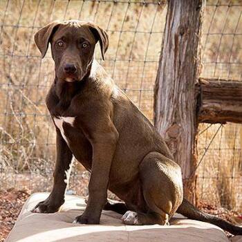 Hopper -  Great Dane and German Shepherd Dog Dog for Adoption in Kanab, Utah - Hopper | PetCurious