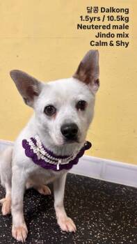 Dalkong -  Jindo Dog for Adoption in New York, New York - Dalkong | PetCurious