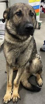 German Shepherd Dog Dogs Available for Adoption - GATSBY | PetCurious