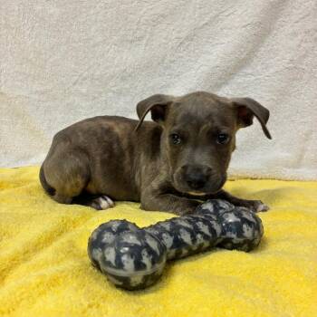 Baseball -  Mixed Breed Dog for Adoption in Binghamton, New York - Baseball | PetCurious