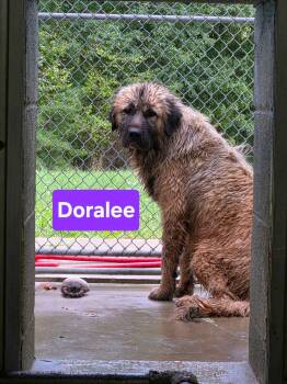 Dora Lee: at shelter -  Great Pyrenees and Shepherd Dog for Adoption in Rustburg, Virginia - Dora Lee: At Shelter | PetCurious