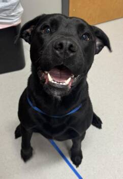 Pit Bull Terrier and Labrador Retriever Dogs Available for Adoption in Missoula, Montana - Scooter | PetCurious