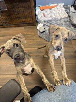 Terrier Dogs Available for Adoption in Hilton Head Island, South Carolina - Kira | PetCurious