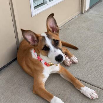 Evie - In Foster -  Mixed Breed Dog for Adoption in Alabaster, Alabama - Evie - In Foster | PetCurious