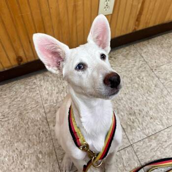 Cattle Dog Dogs Available for Adoption - Nacli | PetCurious