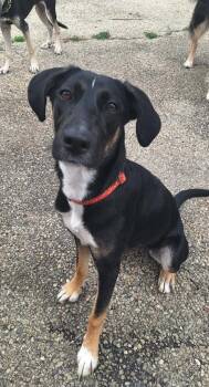 Daisy Summer -  Shepherd Dog for Adoption in Aurora, Indiana - Daisy Summer | PetCurious