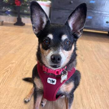 Gia Vang 14326 -  Miniature Pinscher Dog for Adoption in San Francisco, California - Gia Vang 14326 | PetCurious