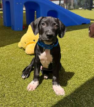 Mickey -  Labrador Retriever Dog for Adoption in Harrison, New York - Mickey | PetCurious