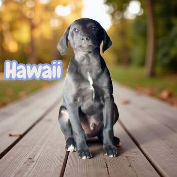 Rescue Terrier and Hound Dogs for Adoption in Chuckey, Tennessee - Hawaii - NJ | PetCurious