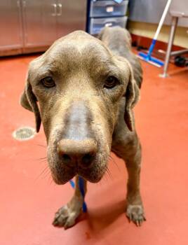 Mastiff Dogs Available for Adoption in Douglasville, Georgia - Marissa | PetCurious