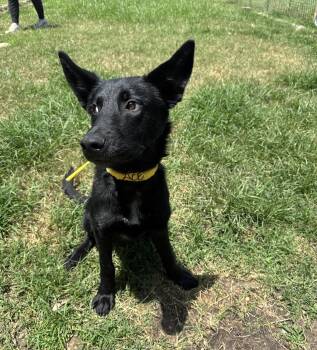 Rooster fka Ace -  Shepherd Dog for Adoption in Houston, Texas - Rooster Fka Ace | PetCurious
