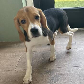 XFE6 7706 -  Beagle Dog for Adoption in Loxahatchee Groves, Florida - XFE6 7706 | PetCurious
