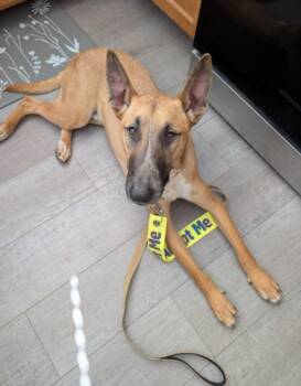 Bull Terrier and Belgian Shepherd Malinois Dogs Available for Adoption - COPPER | PetCurious