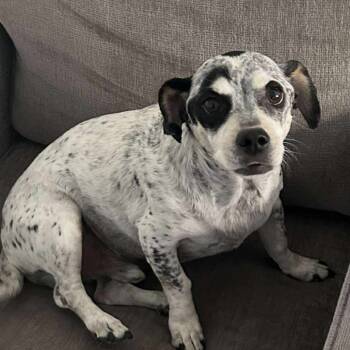 Rescue Jack Russell Terrier Dogs for Adoption in Las Vegas, Nevada - Spot OS NV | PetCurious