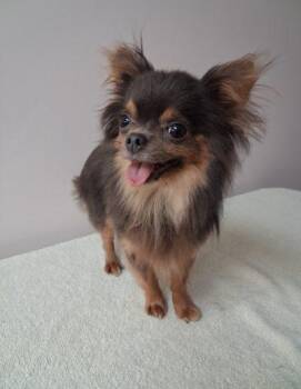 THEO---NOT AVAILABLE FOR ADOPTION AT THIS TIME -  Chihuahua Dog for Adoption in Toronto, Ontario - THEO---NOT AVAILABLE FOR ADOPTION AT THIS TIME | PetCurious