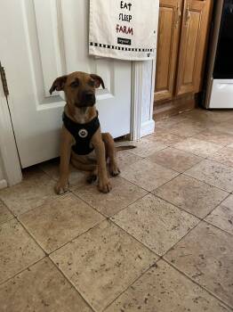 Rescue Mixed Breed Dogs for Adoption in Marion, North Carolina - Tango | PetCurious