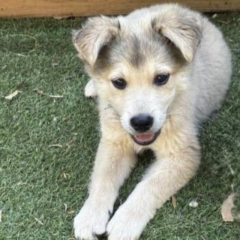 Jack **available at offsite adoption event on Saturday, 6/27* pl -  Shepherd Dog for Adoption in Briarcliff Manor, New York - Jack **available At Offsite Adoption Event On Saturday, 6/27* Pl | PetCurious