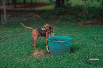 Anakin -  Foxhound Dog for Adoption in Blanchard, Oklahoma - Anakin | PetCurious