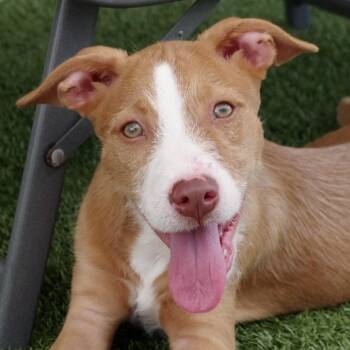 Puppy Forrest -  Labrador Retriever and Mixed Breed Dog Available for Adoption in Miami, Florida - Puppy Forrest | PetCurious