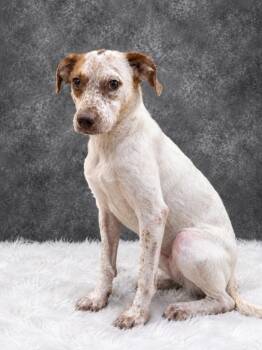London -  Mixed Breed Dog for Adoption in Ocala, Florida - London | PetCurious