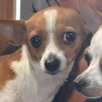 Ginger -  Chihuahua and Mixed Breed Dog for Adoption in San Pablo, California - Ginger | PetCurious