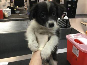 A1924101 -  Border Collie Dog for Adoption in Thousand Palms, California - A1924101 | PetCurious
