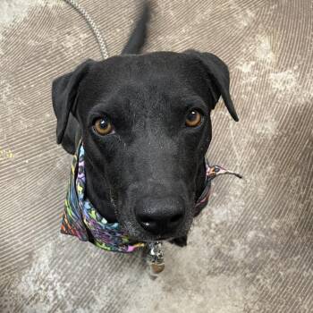 Cuckoo Puff -  Black Labrador Retriever and Mixed Breed Dog for Adoption in Austin, Texas - Cuckoo Puff | PetCurious
