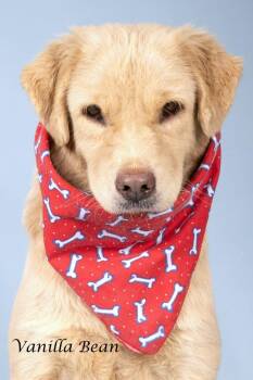 Vanilla Bean -  Chow Chow and Shepherd Dog for Adoption in Gilbert, Arizona - Vanilla Bean | PetCurious