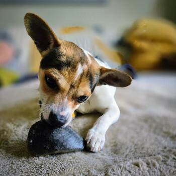 Rat Terrier and Chihuahua Dogs Available for Adoption in Atlanta, Georgia - Rio (VA) | PetCurious