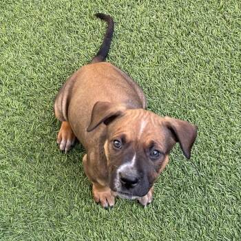 Mixed Breed Dogs Available for Adoption - Guava 0136 | PetCurious