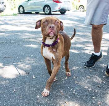 Rescue Mixed Breed Dogs for Adoption in Palmetto, Florida - HAZELMAY | PetCurious