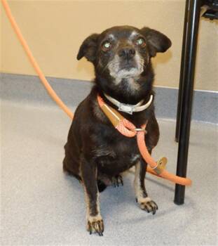 Rescue Chihuahua Dogs for Adoption in San Jose, California - SQUISHY | PetCurious