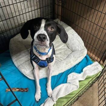 Waylon -  Mixed Breed Dog for Adoption in Lake Panasoffkee, Florida - Waylon | PetCurious